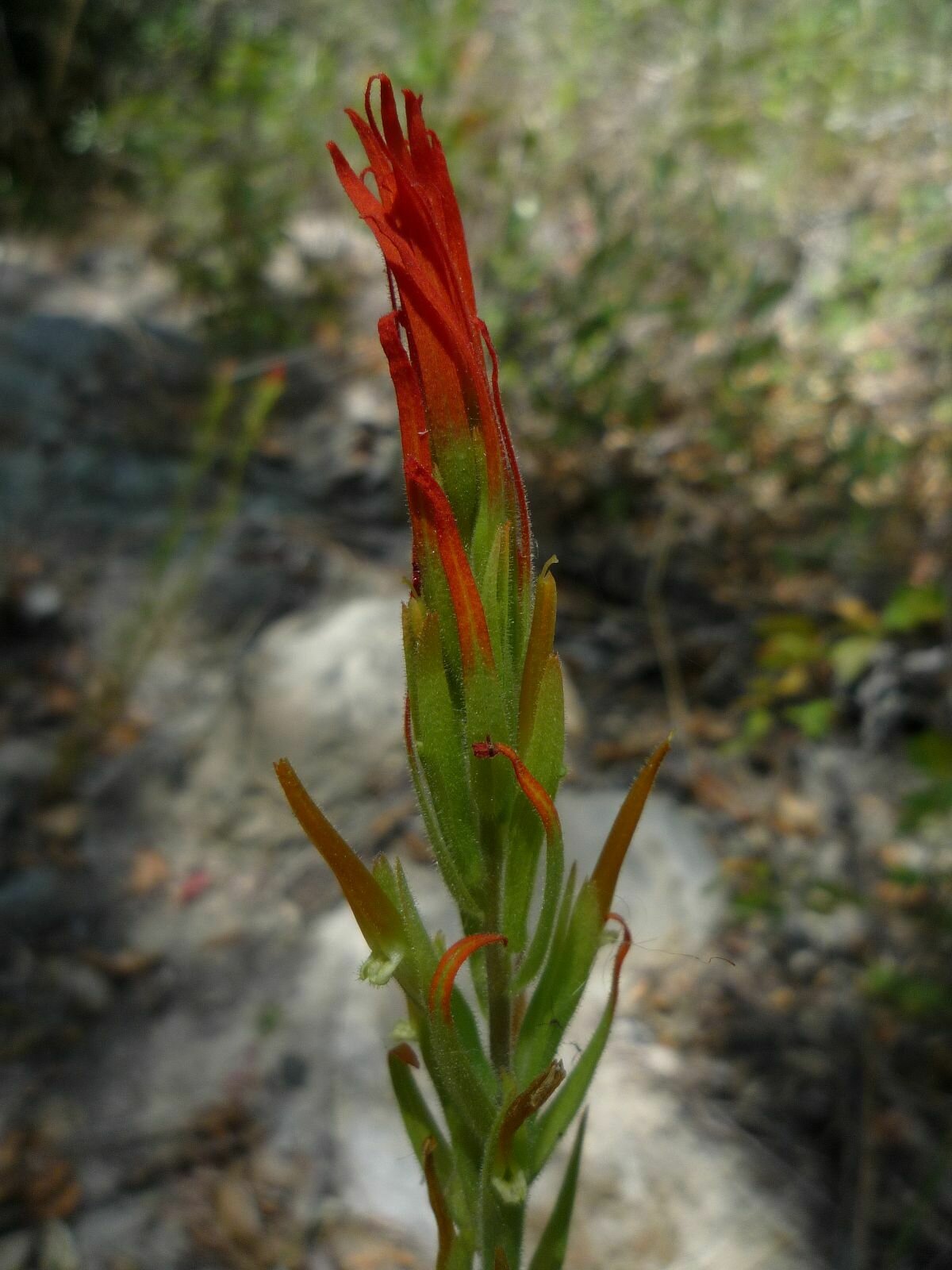 High Resolution Castilleja minor Flower